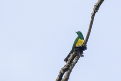 Chrysococcyx cupreus