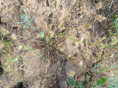 Eremopyrum orientale