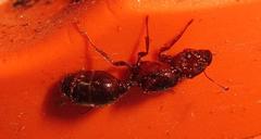 Atopomyrmex mocquerysi