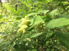 Styrax japonicus