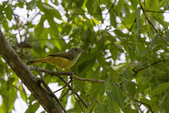 Erythrocercus livingstonei