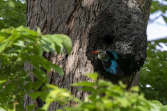 Halcyon senegaloides