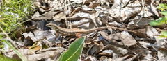 Ichnotropis capensis