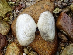 Barbatia virescens