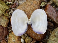 Barbatia virescens