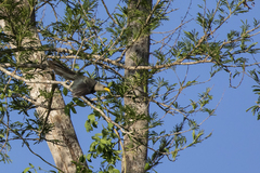 Ceuthmochares australis