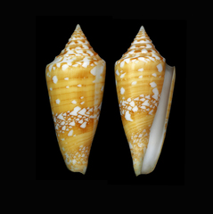 Conus amadis