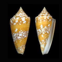 Conus amadis