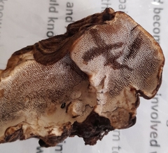 Datronia brunneoleuca