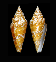 Conus amadis