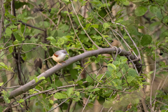Prinia erythroptera