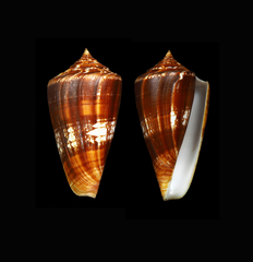 Conus amadis