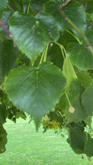 Tilia cordata