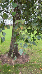 Betula pendula