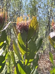 Leucospermum glabrum
