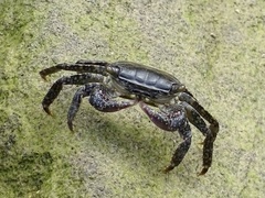 Metopograpsus quadridentatus