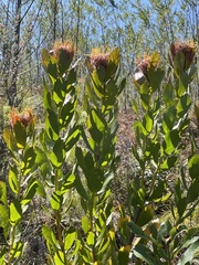Leucospermum glabrum