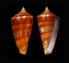 Conus amadis