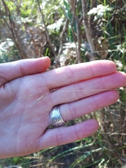 Austrostipa muelleri