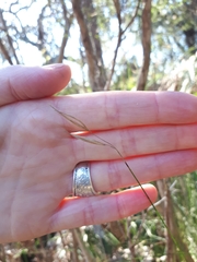Austrostipa muelleri