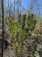 Leucospermum glabrum
