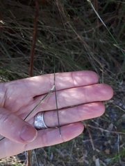 Austrostipa muelleri