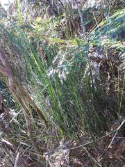 Austrostipa muelleri