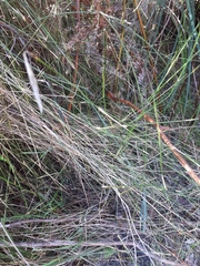 Austrostipa muelleri