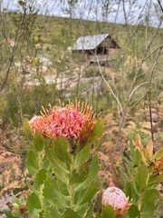 Leucospermum glabrum
