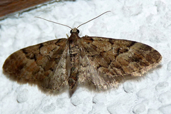Eupithecia lanceata