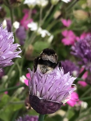 Bombus