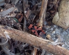 Horvathiolus guttatus