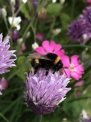 Bombus