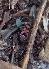 Horvathiolus guttatus