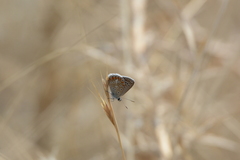 Polyommatus thersites