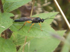 Limerodops belangeri