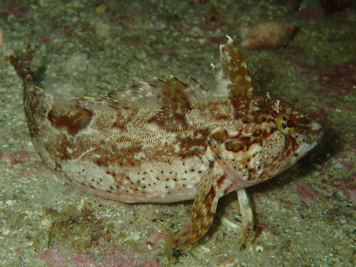 Clinus arborescens Gilchrist & Thompson, 1908