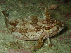 Autumn Klipfish photo 1