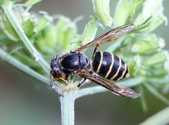 Dolichovespula media