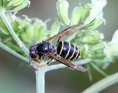 Dolichovespula media