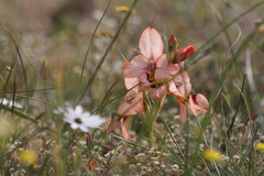 Gladiolus meliusculus