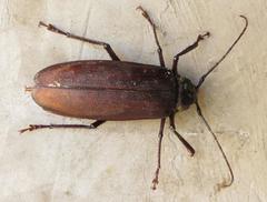 Macrotoma natala