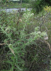 Cirsium echinus