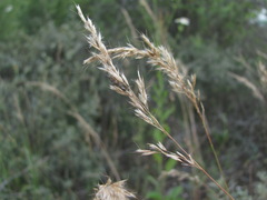 Trisetum rigidum