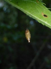Meteorus pulchricornis