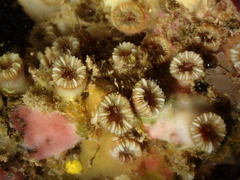 Polycyathus muellerae