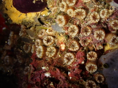 Polycyathus muellerae