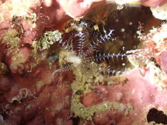 Clavularia crassa