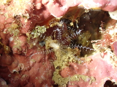 Clavularia crassa