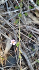 Euryomyrtus ramosissima ramosissima